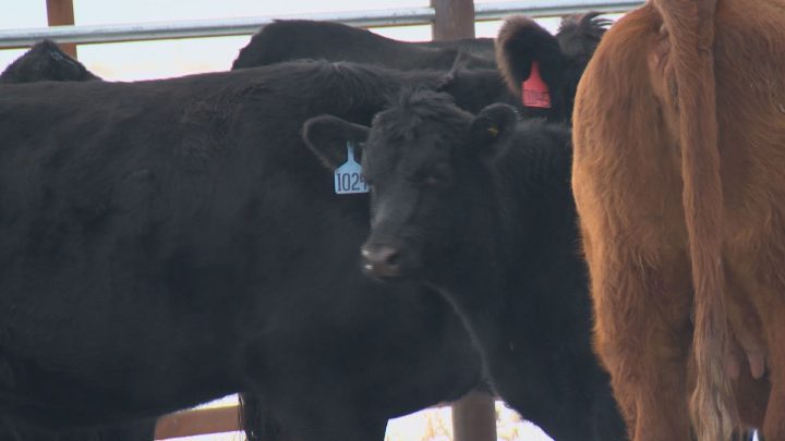 Thousands of cattle set to be destroyed due to bovine tuberculosis - image