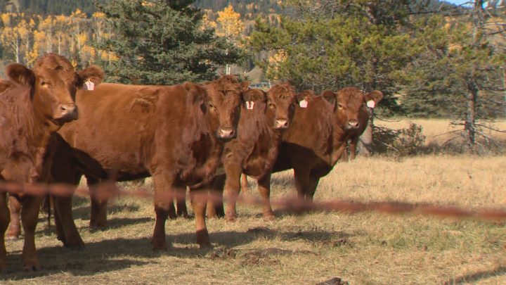 Federal officials say at least 10,000 cattle are going to slaughter as bovine tuberculosis paralyzes the Prairies.