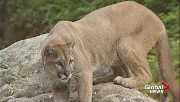 Two cougars were possibly spotted in Meewasin Park in Saskatoon on Sunday afternoon.