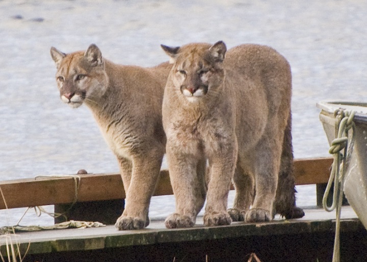 He says the cougars were not scared of humans whatsoever and their presence had become a risk to the public.