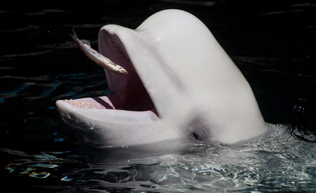 File photo. The Vancouver Park Board is trying to overturn the Vancouver Park Board's decision to ban cetaceans in captivity, and two animal rights groups have filed for intervenor status to try to stop it.