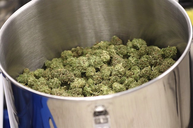 Cured flowers of cannabis intended for the medical marijuana market are seen at a licensed producer facility in Moncton, N.B., in an April 14, 2016, file photo.