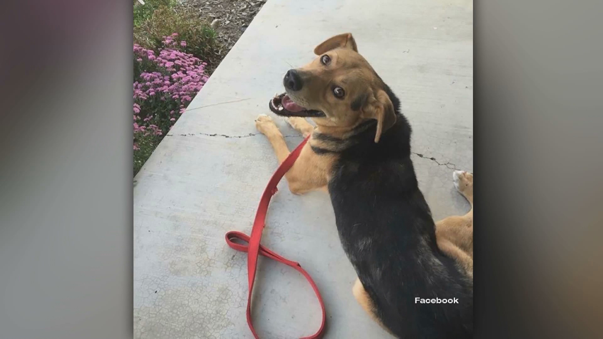 Family watches dog die after it was shot with a crossbow - National ...