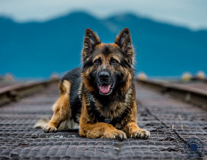 PSD LUPO poses for the 2017 Vancouver Police Dogs Calendar. 