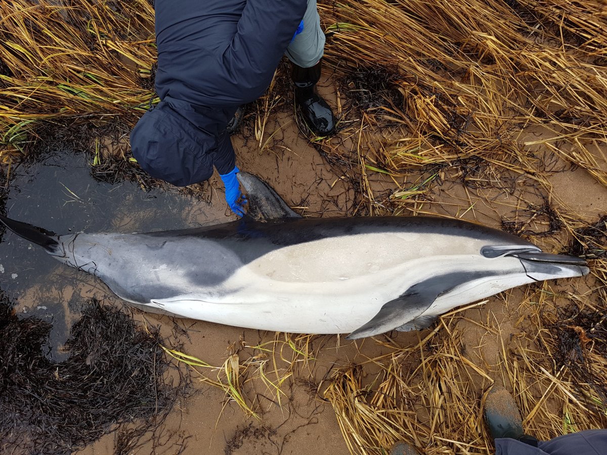 Marine rescue workers were scanning a small Nova Scotia harbour on Monday for a pod of wayward dolphins after three of the animals washed up dead on shore.