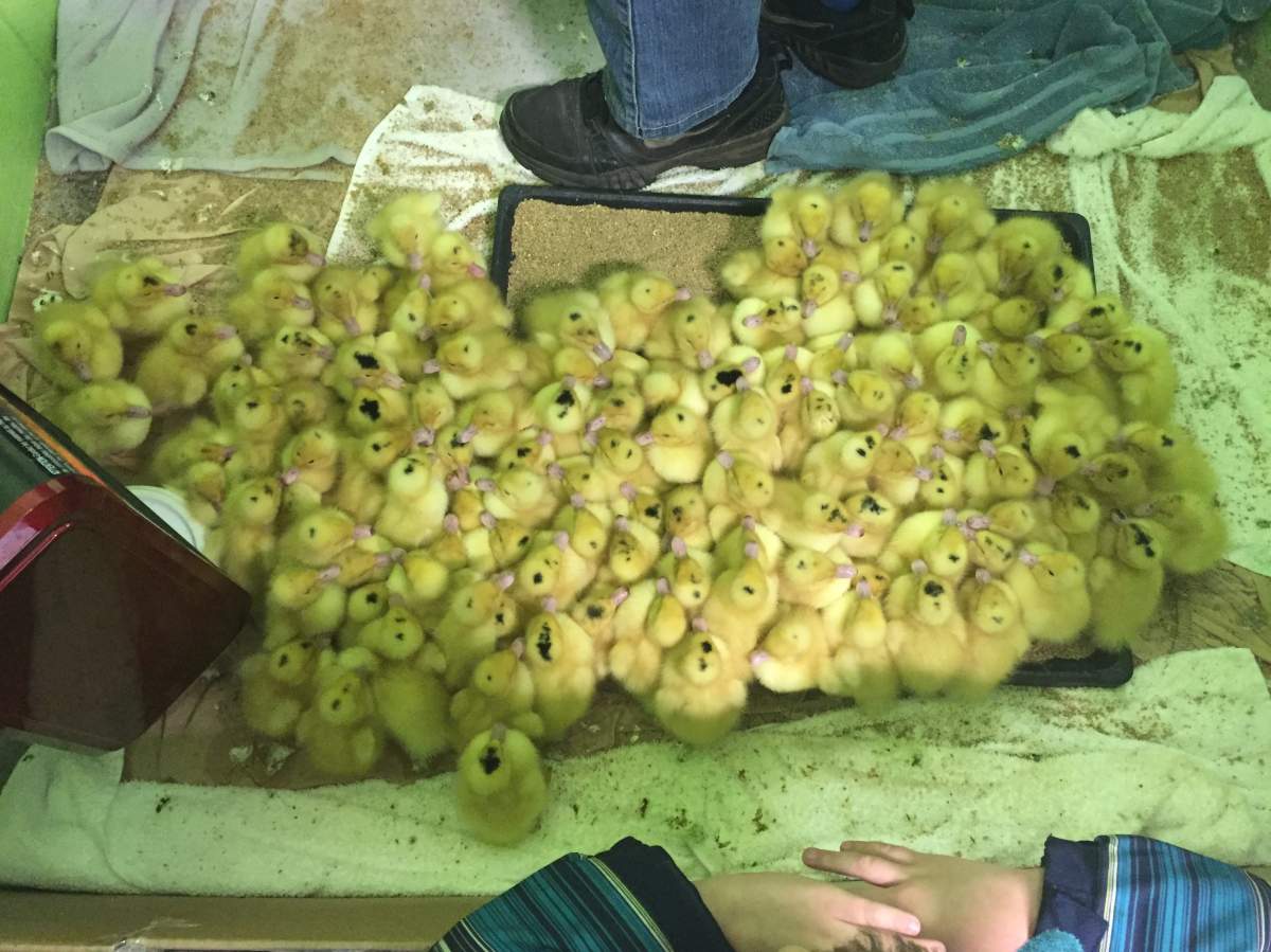 WATCH: 200 baby ducks found on side of the road in Aldergrove looking for new homes - image