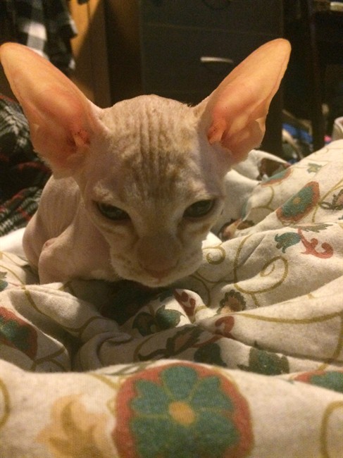 A kitten named Vlad, shown in a handout photo, was purchased through a Kijiji ad that claimed it was a hairless sphynx, but it quickly grew hair.