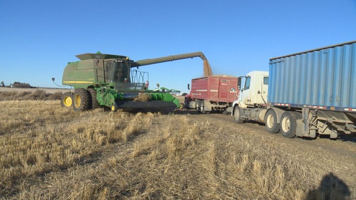 Warm spell renews harvest hopes for Saskatchewan farmers - image