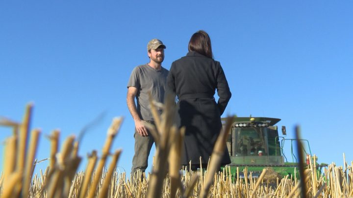 Warm spell renews harvest hopes for Saskatchewan farmers - image