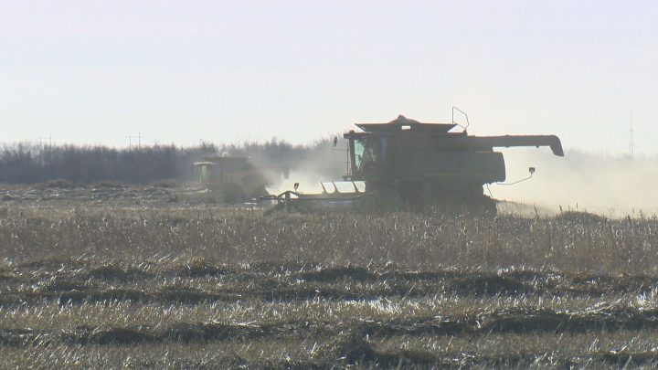 Warm spell renews harvest hopes for Saskatchewan farmers - image