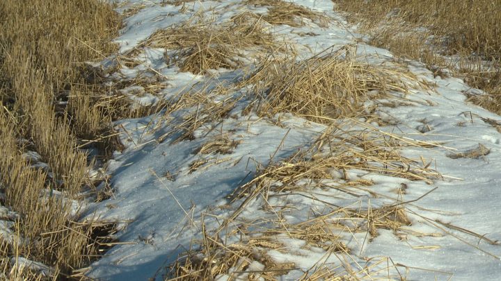 Warm spell renews harvest hopes for Saskatchewan farmers - image