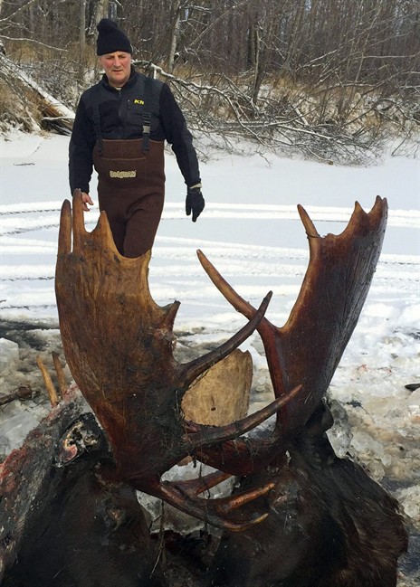 This Nov. 12, 2016 photo, provided by Jeff Erickson shows two moose frozen mid-fight and encased in ice near the remote village of Unalakleet, Alaska, on the state's western coast. Two moose were recently discovered. The unusual discovery was made Nov. 2, by a Unalakleet teacher showing a friend around a slough at a bible camp where the teacher is a volunteer camp steward.