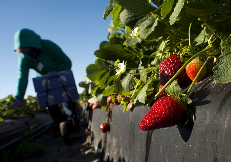A worker picks strawberries in Plant City, Fla. in March of 2014.
