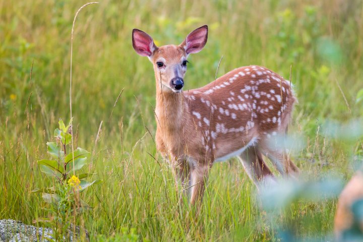Longueuil to cull half of the deer population at local park