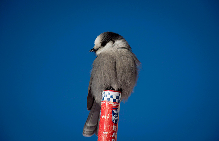 The gray jay has been named Canada's national bird - National |  