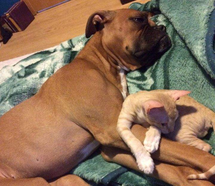 Vlad, shown with dog Maggie in a handout photo, was purchased through a Kijiji ad that claimed it was a hairless sphynx, but it quickly grew hair. Owner Shaniya Yung of Blackfalds, Alta. says the cat was either shaved or doused with a hair removal product.