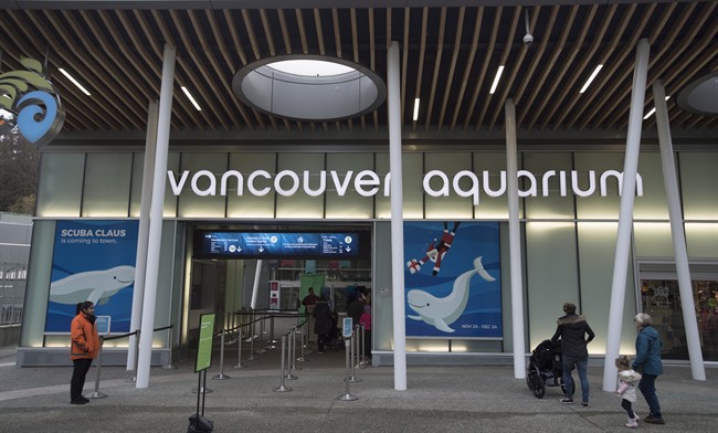 Rally to be held Vancouver Aquarium supporters ahead of Park Board’s vote on cetaceans - image