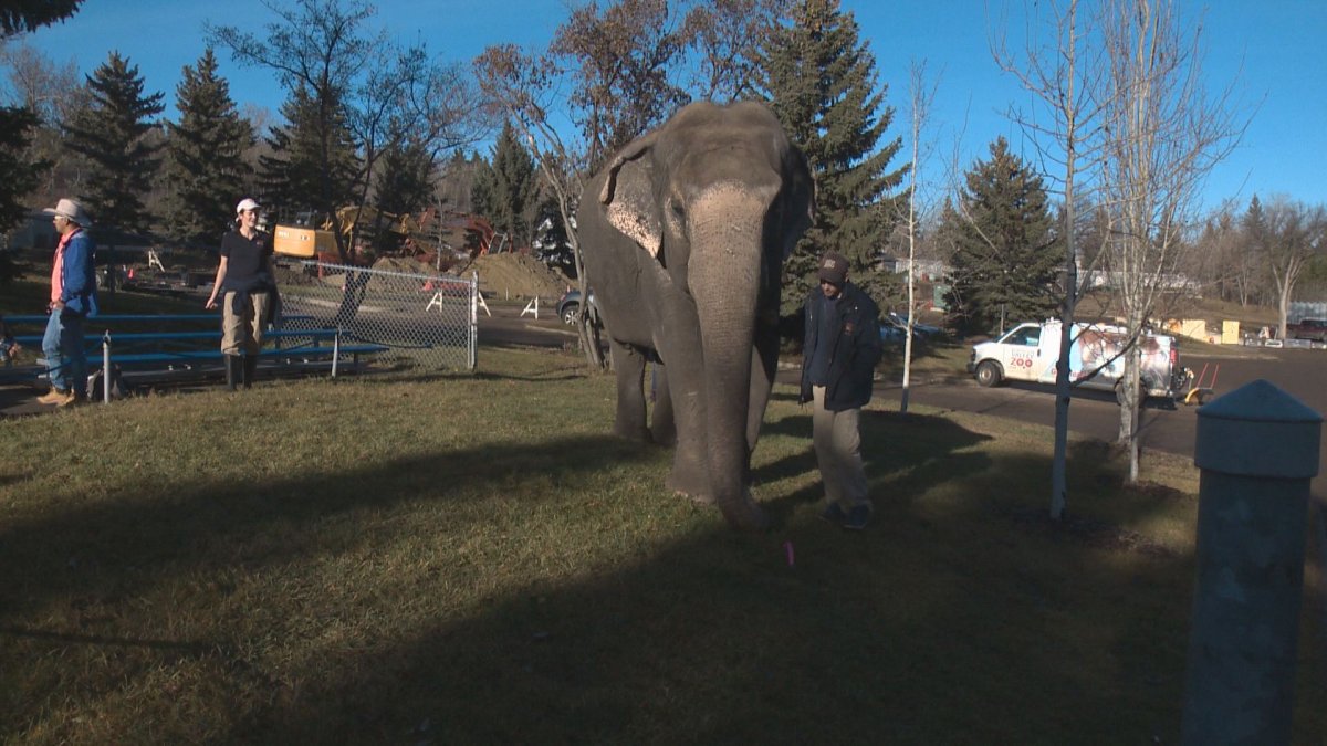 IN PHOTOS Random acts of kindness take over Edmonton Valley Zoo
