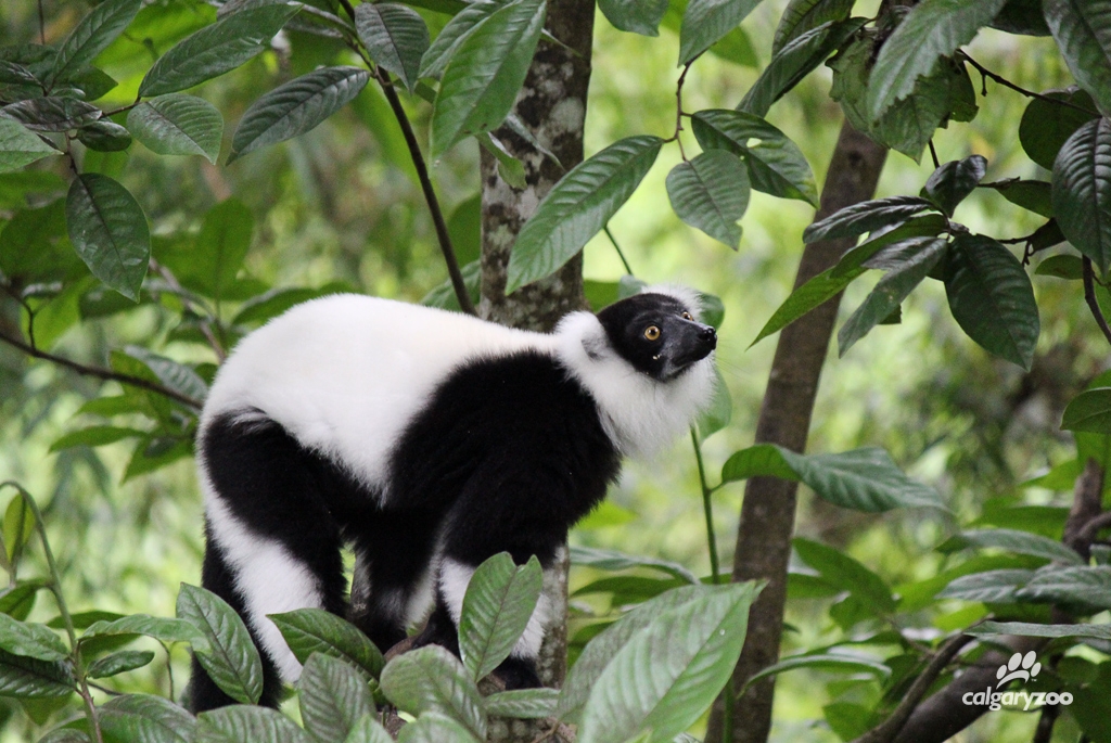 Courtesy: The Calgary Zoo.