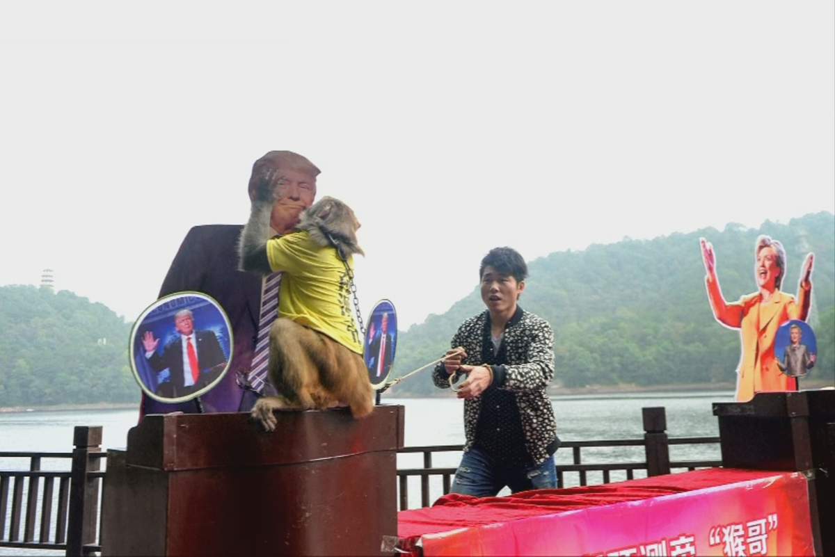 Geda the monkey chooses a cardboard cut out of Donald Trump over Hillary Clinton just days before the 2016 U.S. presidential election. 