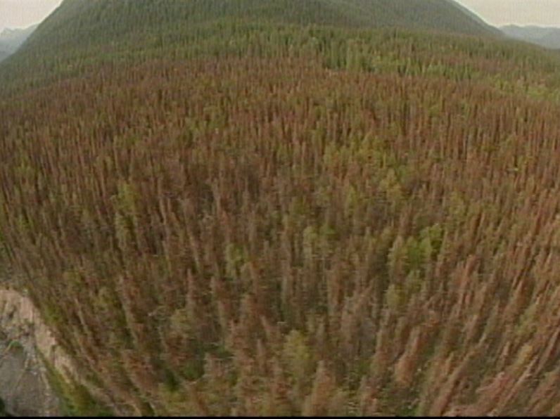 Mathematics used to study pine beetle control methods - image