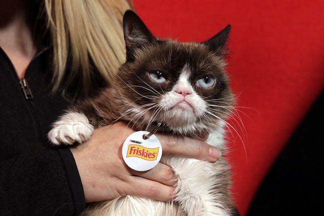 In this Nov. 14, 2016 photo, Grumpy Cat poses for photos in New York. 