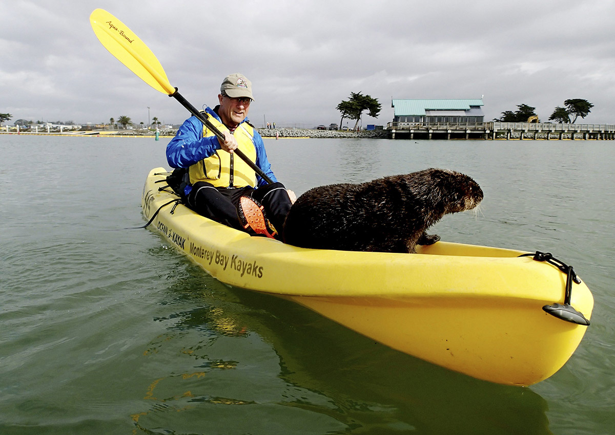 This Monday, Nov. 28, 2016 photo provided by Heather Van Nes shows a friendly sea otter after it jumped aboard a kayak piloted by her husband John Koester while both were kayaking in a slough near Moss Landing, Calif. 