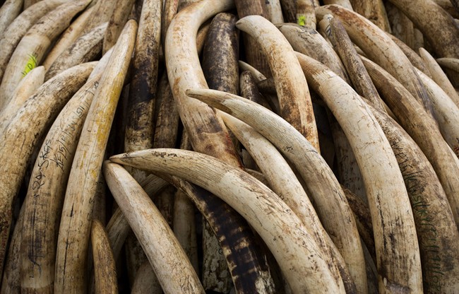 Piles of elephant tusks are seen in the Nairobi National Park, Kenya in this April 28, 2016 file photo.