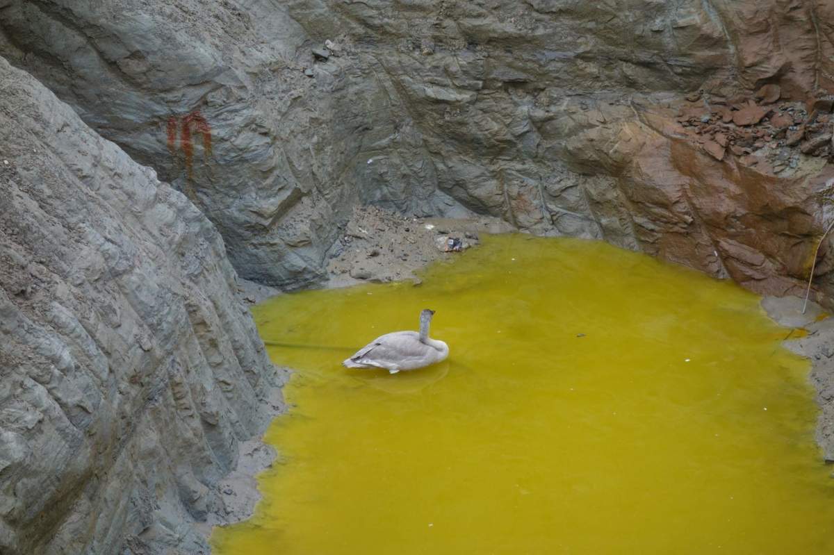 An adolescent swan getting rescued from a construction site in Vancouver on Nov. 17, 2016.