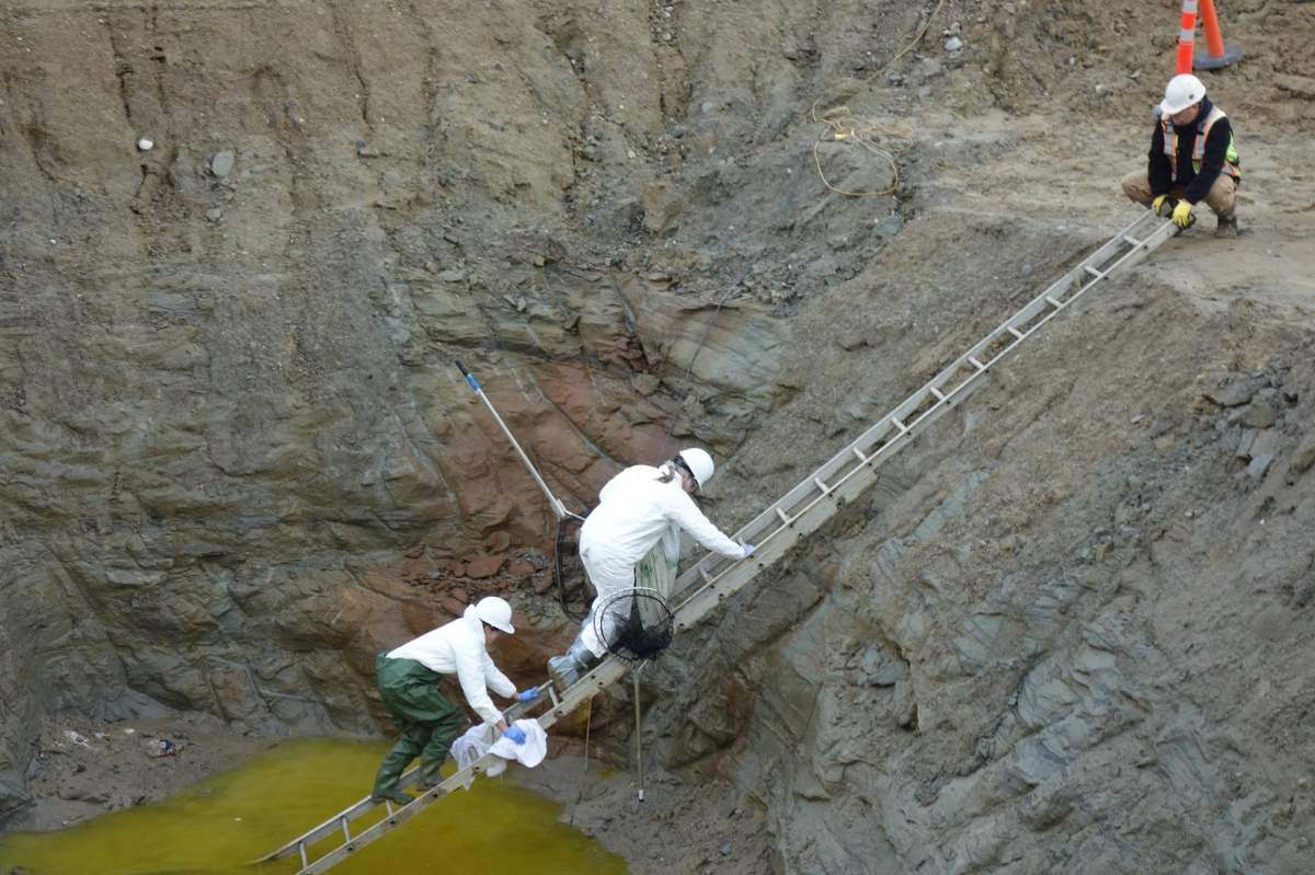 WATCH: Juvenile swan rescued from Vancouver construction pit - image