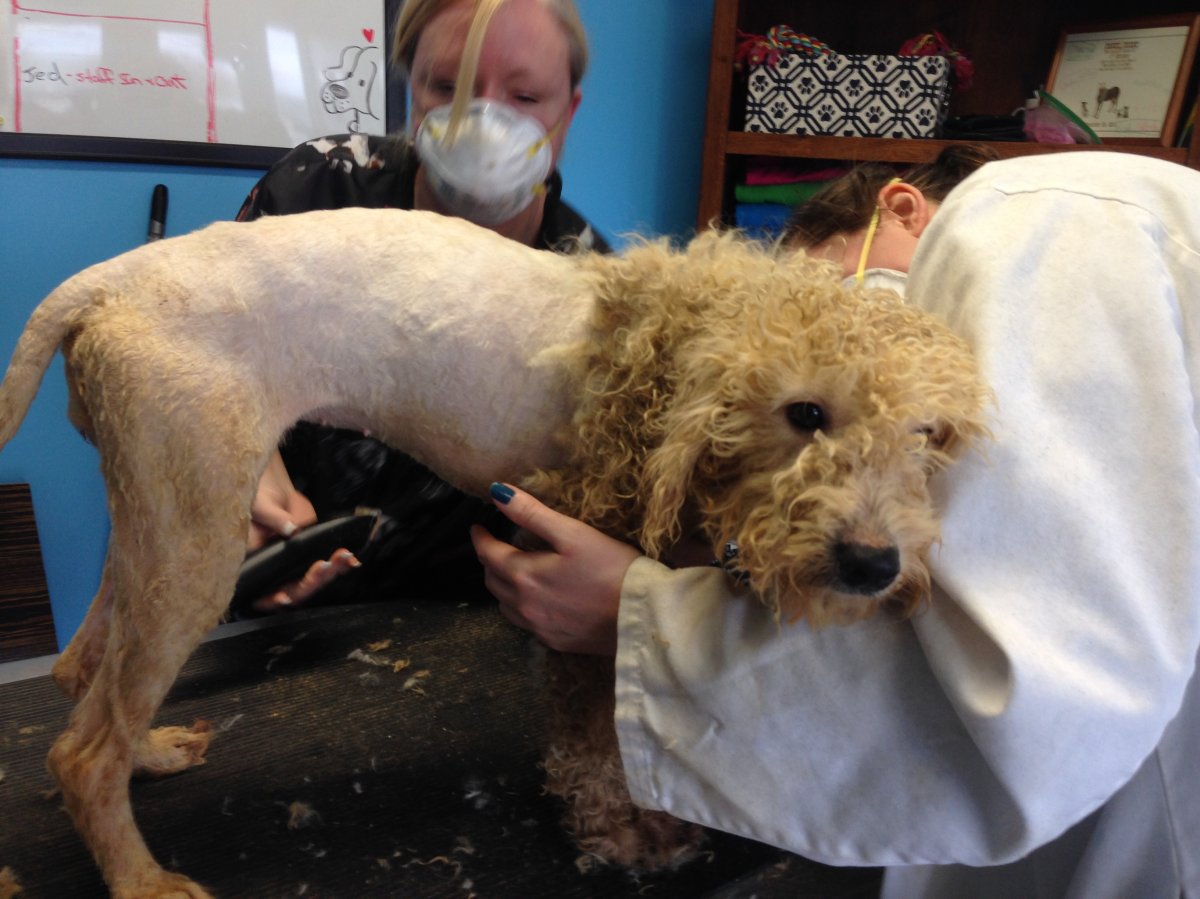 One of seven dogs rescued by the Nova Scotia SPCA on Nov. 21 is being shaved by SPCA workers. 