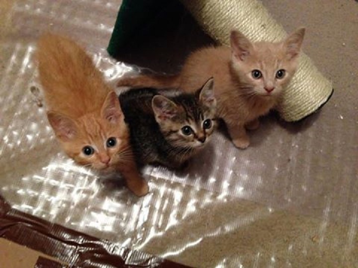 Three kittens orphaned by the Lorette, Man. cat cull according to the Winnipeg Lost Cat Alert Facebook page. 
