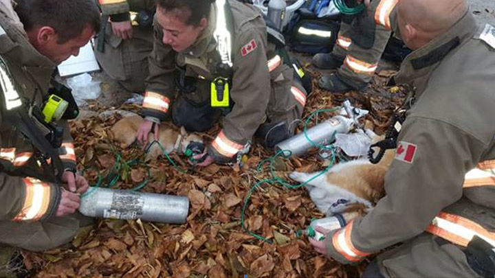 Saskatoon firefighters revive dogs using oxygen following a house fire.