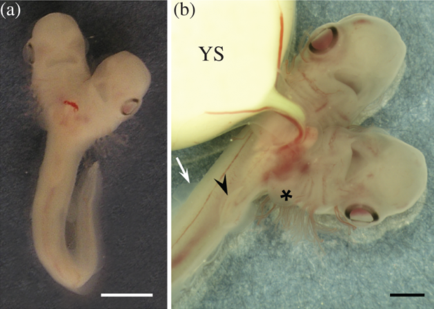 This two-headed Atlantic sawtail catshark embryo was found by Spanish researchers in their lab.
