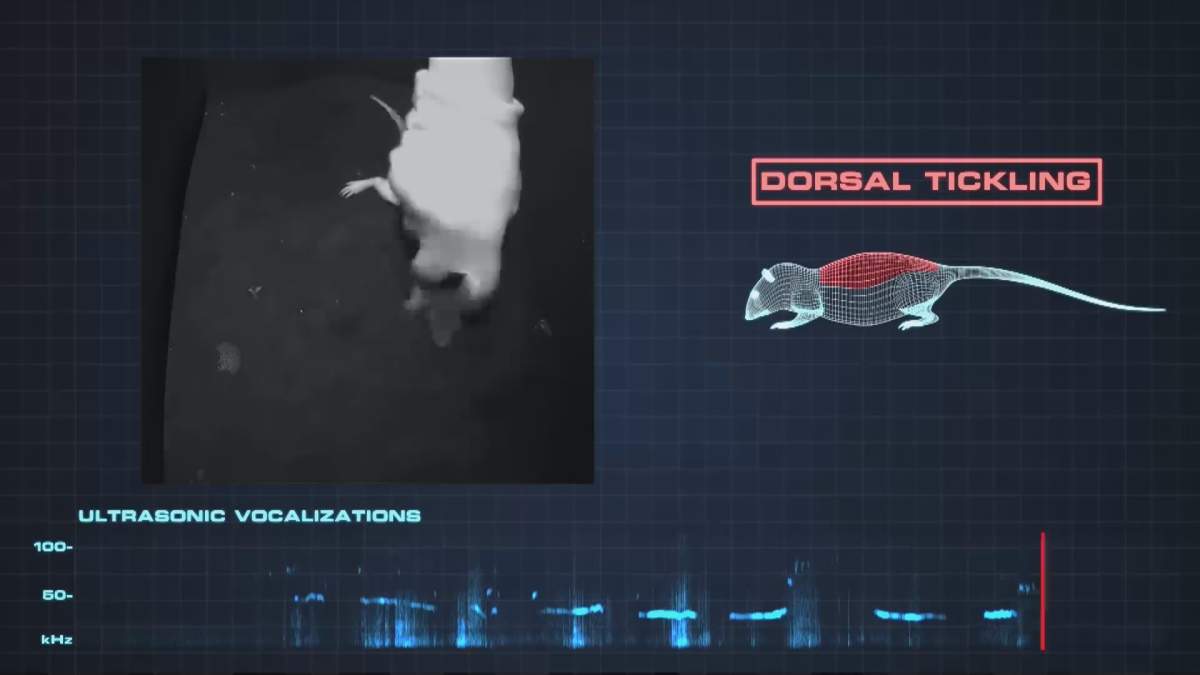 A rat being tickled emits high-pitched vocalizations