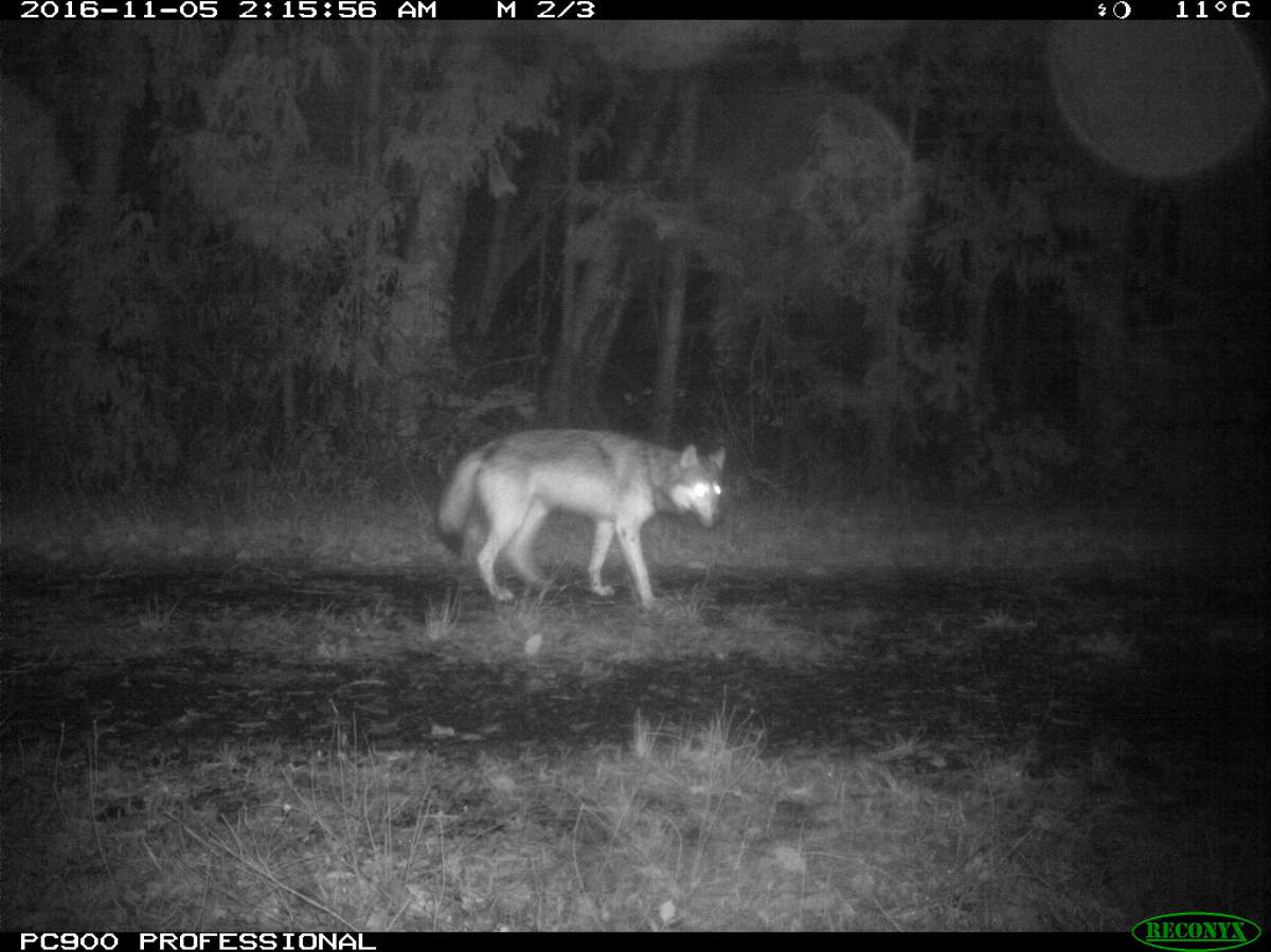 A recent photo taken on one of Parks Canada's remote cameras. It's not clear if the wolf in the shot was the one involved in the encounters that prompted a wolf advisory in the Long Beach area of the Pacific Rim National Park Reserve. 