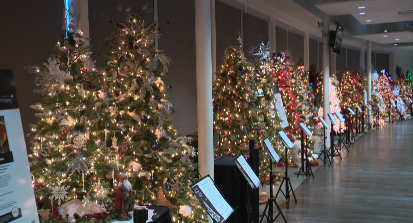 The Chinook Regional Hospital Foundation is getting ready to auction off trees for the 2016 Christmas Tree Festival.