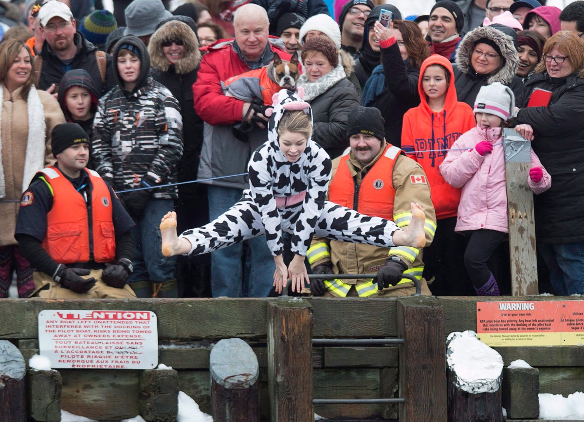A reveller, dressed as a cow, jumps into the frigid North Atlantic in Herring Cove, N.S. in the annual polar bear swim on Friday, Jan. 1, 2016. 