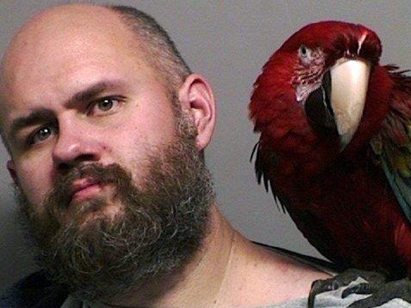 This booking photo provided by the Washington County Sheriff's office taken in Hillsboro, Ore., Thursday, Dec. 1, 2016, shows Craig Buckner with his macaw, named "Bird." The 4-year-old macaw became an instant celebrity after appearing in the booking mug shot with his unfortunate owner. 