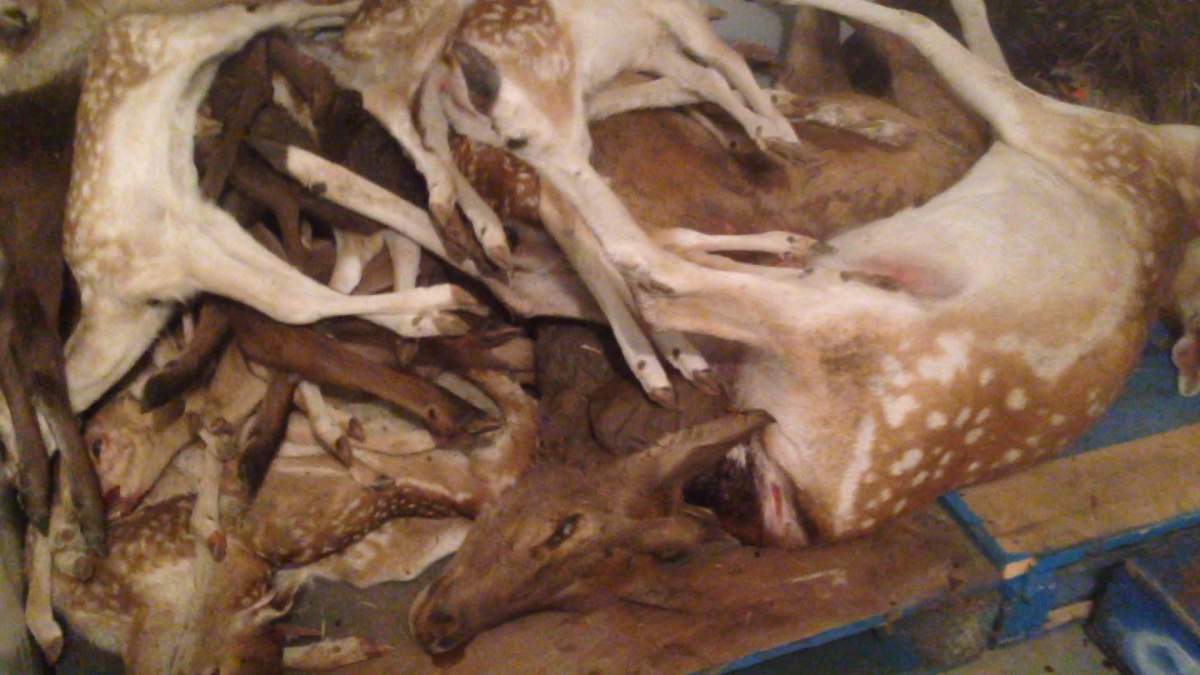 Dead animals are shown in a freezer in this handout photo which is a still frame made from a video that was part of a complaint of animal cruelty against the Marineland park in southern Ontario. THE CANADIAN PRESS/HO