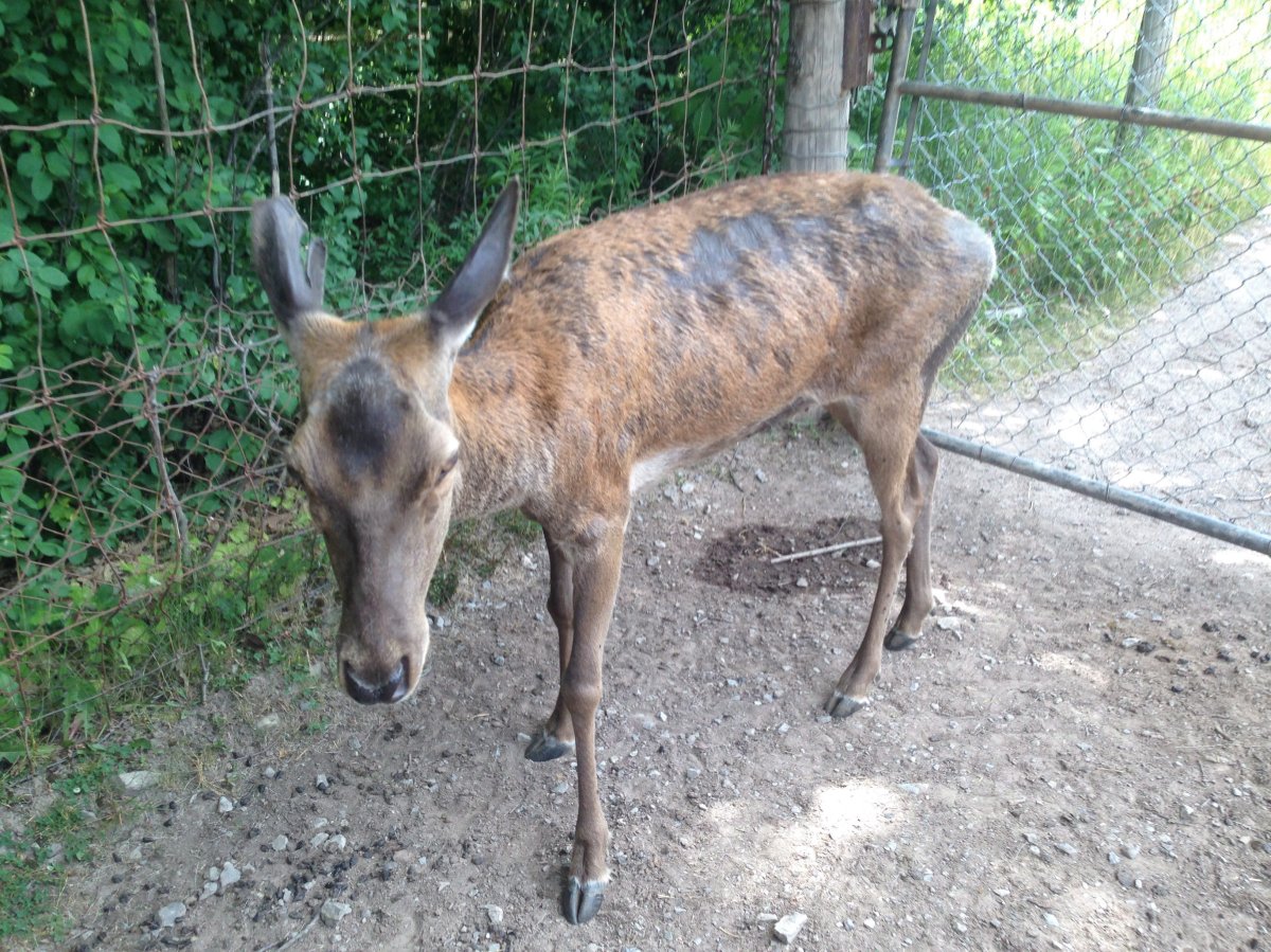 A red deer with apparent patches of fur loss is shown in this handout photo which is a copy of a photo that was part of a complaint of animal cruelty against the Marineland park in southern Ontario. THE CANADIAN PRESS/HO.