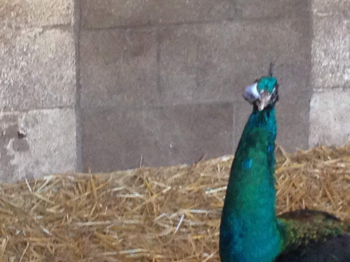 A peacock with a growth near its eye is shown in this handout photo which is a copy of a photo that was part of a complaint of animal cruelty against the Marineland park in southern Ontario. THE CANADIAN PRESS/HO