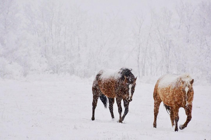 Dec. 18: This Your Saskatchewan photo was taken near Corning by Shelby King.