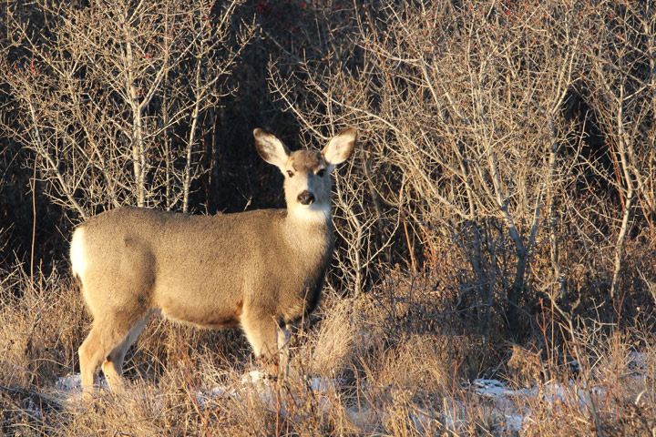 Dec. 29: This Your Saskatchewan photo was taken by Margaret Flack near Vanscoy.