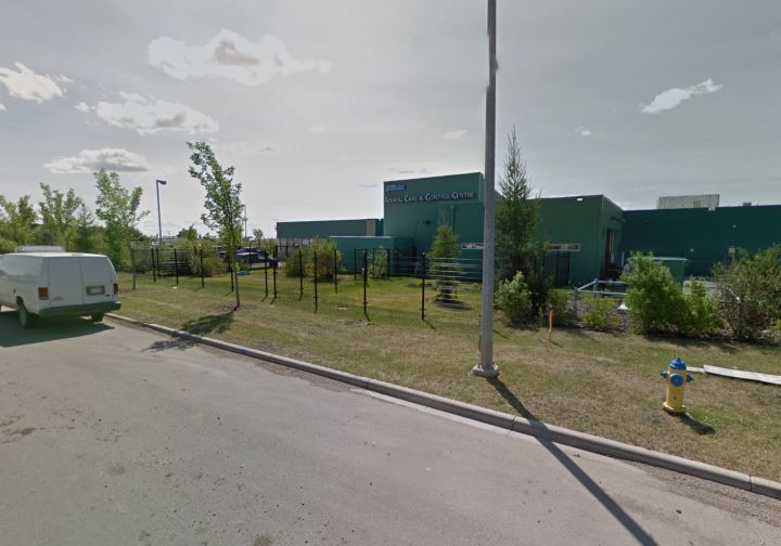 File: Animal Care and Control at the Edmonton Humane Society.