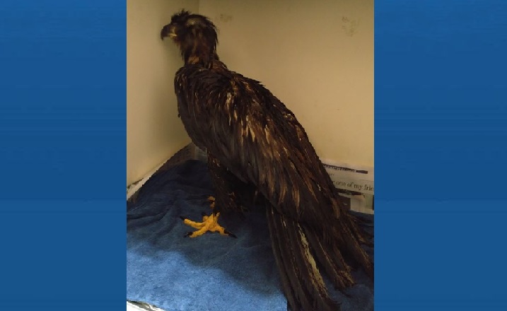 The bald was found completely covered in oil in Grand Rapids, Man. It was taken into Winnipeg, where veterinarians are caring for it before it will be released back into the wild.