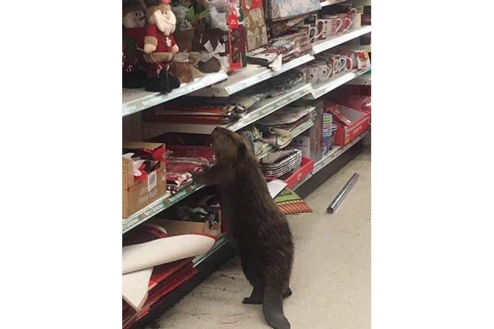 Beaver wages personal war against Christmas inside a U.S. dollar store - image