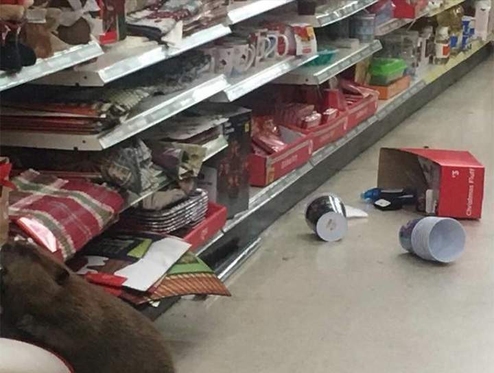 Beaver wages personal war against Christmas inside a U.S. dollar store - image