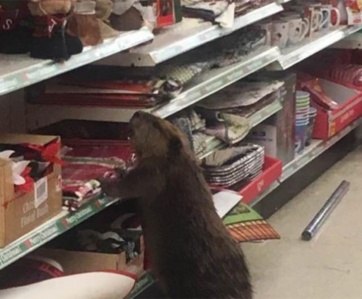Beaver wages personal war against Christmas inside a U.S. dollar store - image