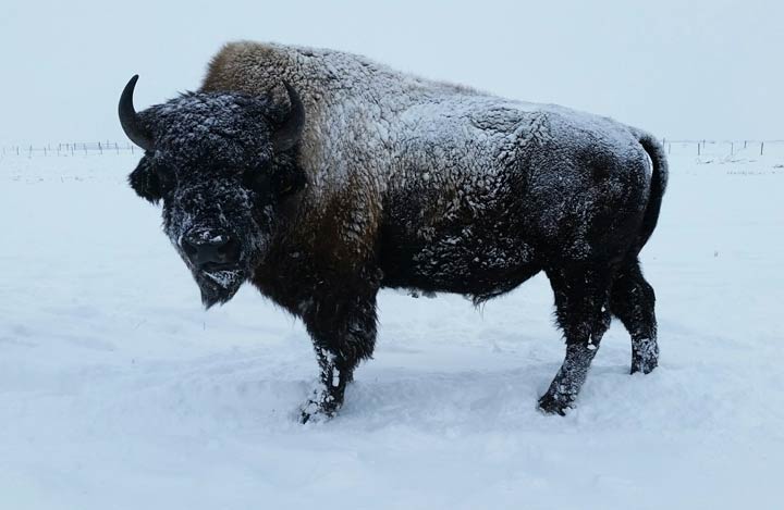 Dec. 6: This Your Saskatchewan photo was taken by Robert Johnson of a bison bearing through Monday’s blizzard near Fairlight.